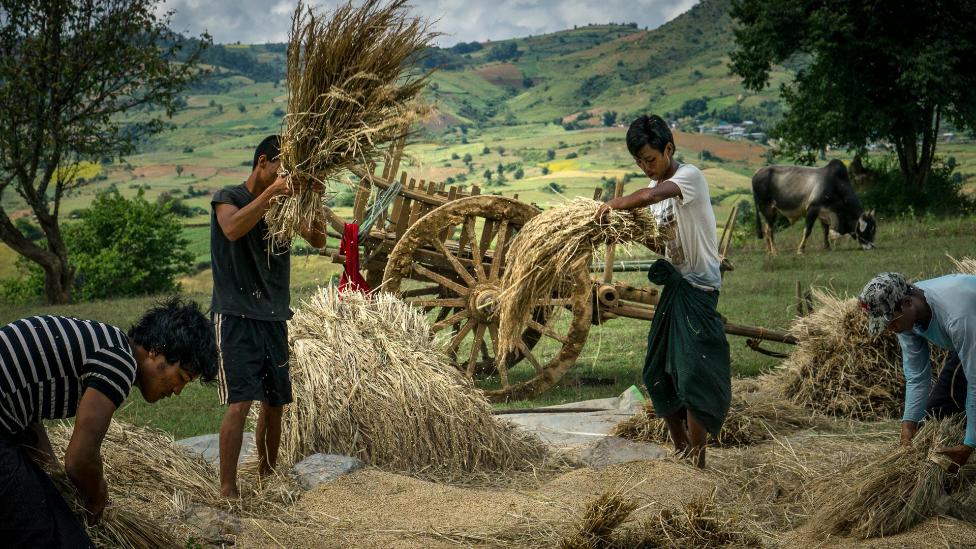 Leo Smith PhotoVideo | World Photo: A group pf farmers threshes the rice sheaves, Shan State, Myanmar (Burma) Leo Smith PhotoVideo | World Photo: A group pf famers threshes the rice sheaves, Shan State, Myanmar (Burma)