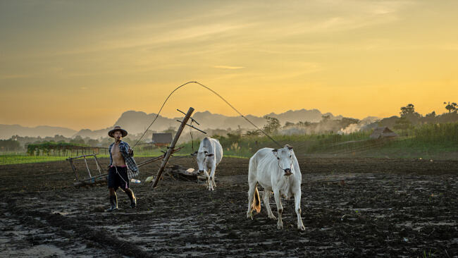 A farmer ploughs his field with a plough drawn by cattle - Leo Smith Photo Video
