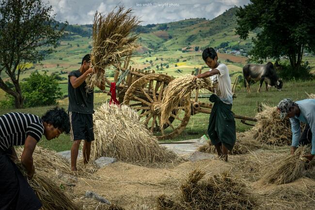 Leo Smith Photo Video - A group pf famers threshes the rice sheaves, Shan State, Myanmar (Burma)