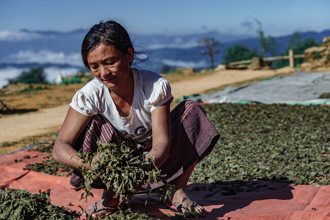 Leo Smith Photo Video - famers harvest rice in Shan State, Myanmar (Burma)
