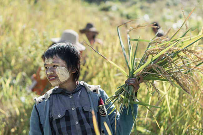 Leo Smith Photo Video - a young farmer harvests rice in Shan State, Myanmar (Burma)