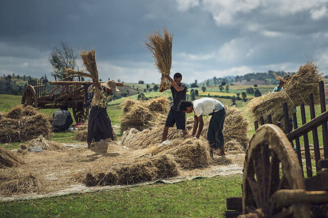 Leo Smith Photo Video - A group pf famers threshes the rice sheaves, Shan State, Myanmar (Burma)